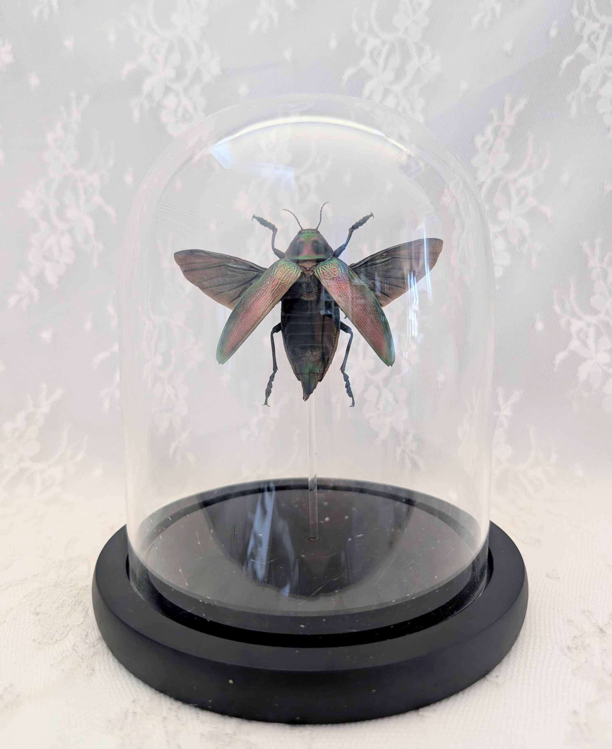 metallic Wood Boring Beetle